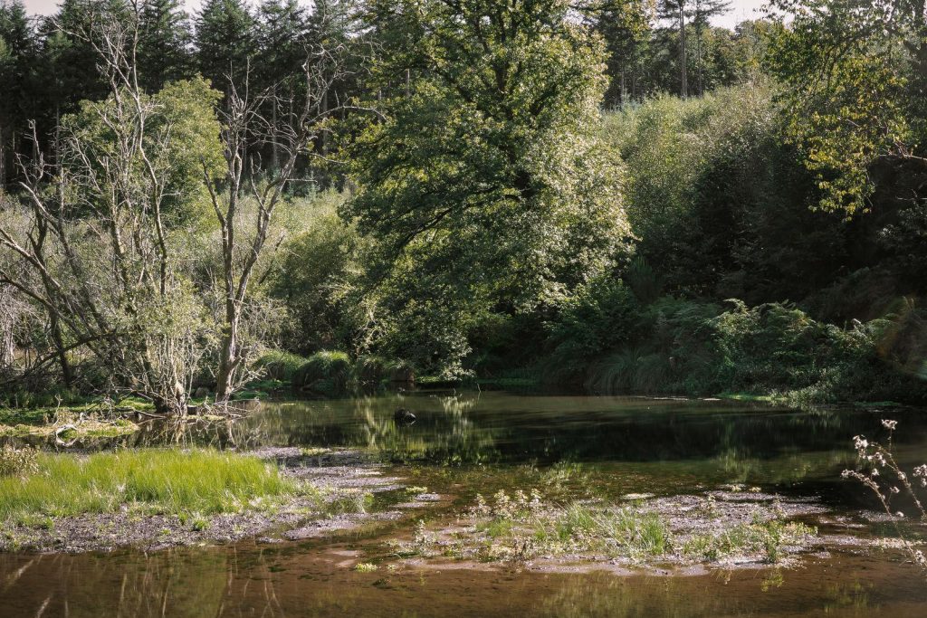Pond habitat illustrated in EcoTree’s Langoëlan restoration project brief