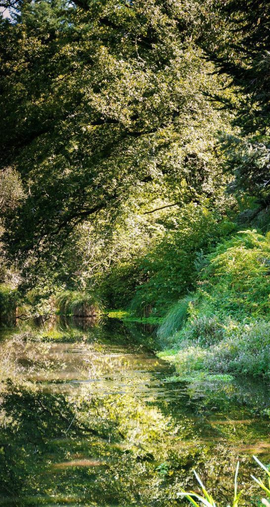 Wetland habitat illustrated in EcoTree’s Langoëlan project brief