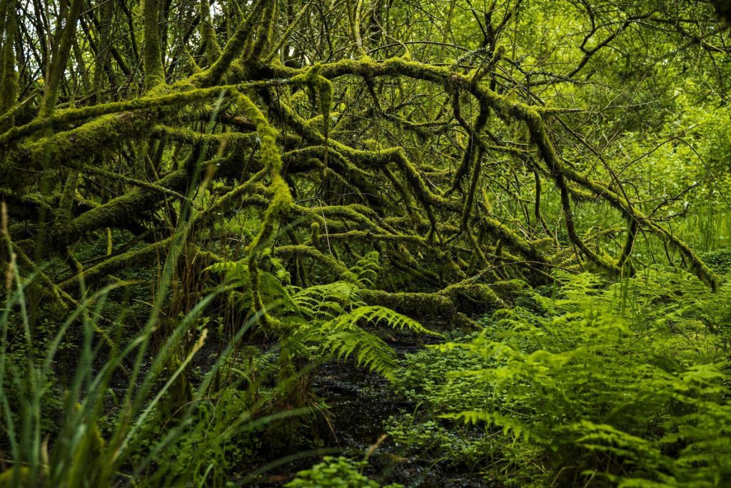 Woodland habitat illustrated in EcoTree’s Langoëlan restoration project brief