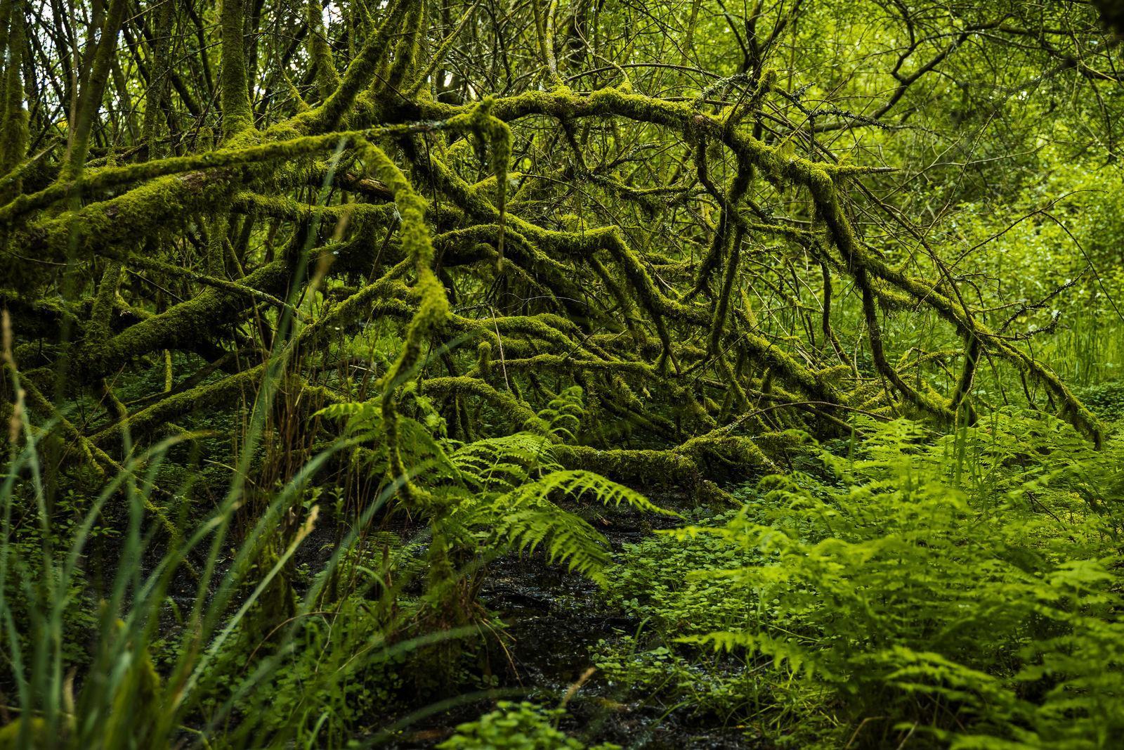 Woodland habitat illustrated in EcoTree’s Langoëlan restoration project brief